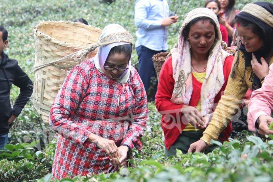 চা-পাতা তোলা শেষে বাগান শ্রমিকদের সঙ্গে নিয়ে গরম চায়ের কাপে চুমুক দিতে দেখা যায় মুখ্যমন্ত্রীকে। তরল সোনার রঙের চায়ে চুমুক দিতে দিতে তার তারিফও করেন মুখ্যমন্ত্রী। চা বাগান ঘোরা শেষে মমতা পাঙ্খাবাড়ি রোড ধরে সোজা হাঁটতে শুরু করেন। বেশ কিছুটা পথ হাঁটার পর গাড়িতে ওঠেন। কনভয় রওনা দেয় রিসর্টের দিকে।