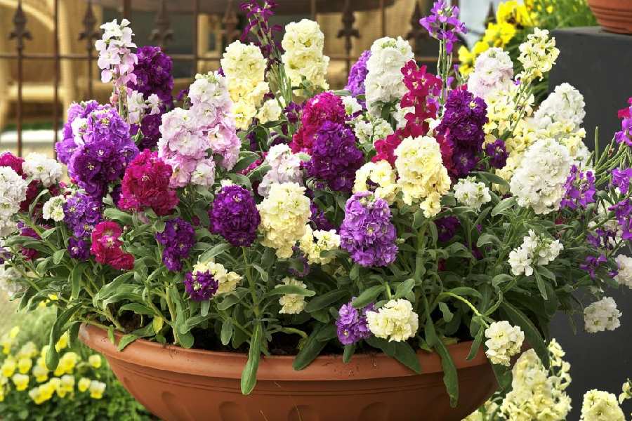 Plants How to prevent your plants from dying in winters dgtl