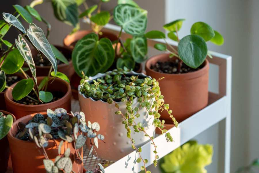 How to prevent your plants from dying in winters.