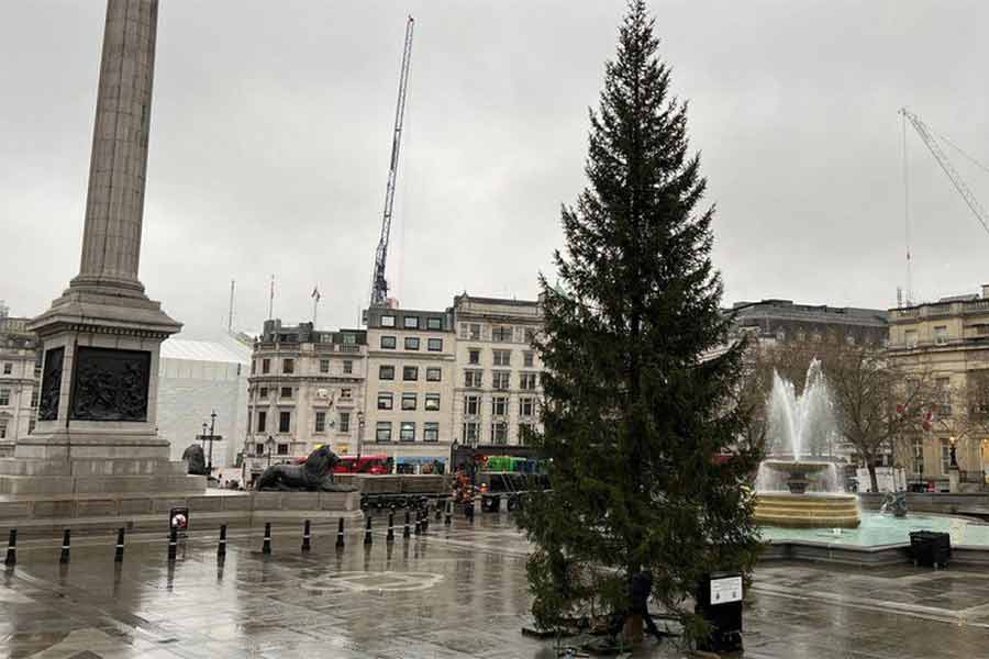 উপহার: নরওয়ের পাঠানো ক্রিসমাস ট্রি।