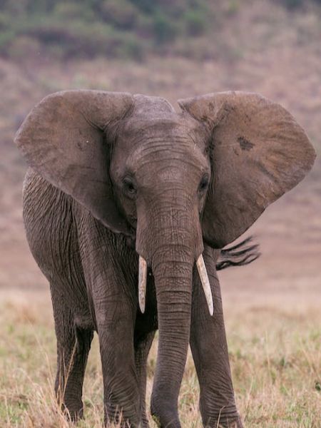 Scientists reveal how elephants got long trunk dgtl