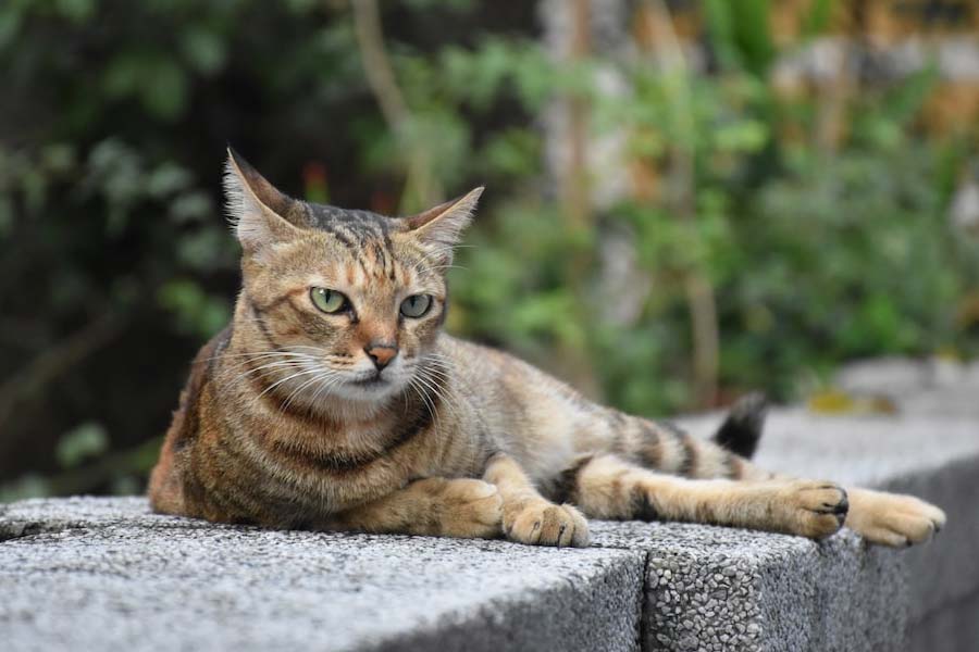 ২০১৫ সালে জনগণনা করে দেখা গিয়েছে, তাশিরোজিমা দ্বীপে ৮০ জন মানুষ বাস করেন। অন্য দিকে এই দ্বীপে বিড়ালের সংখ্যা দেড়শোর কাছাকাছি।
