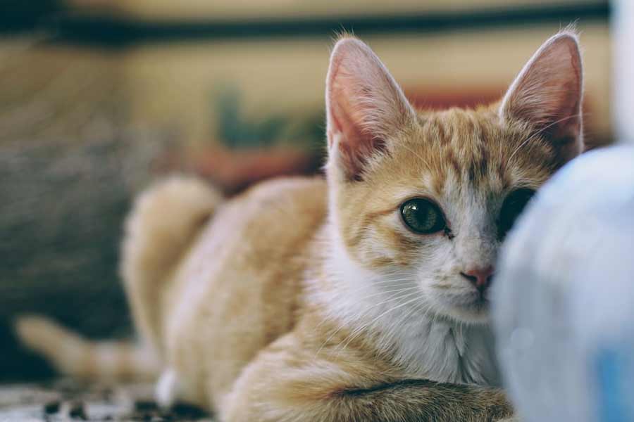 একাংশের দাবি, বিড়ালের খাবার জোগান দেওয়ার জন্য মাছ ধরা শুরু করেন তাশিরোজিমা দ্বীপের অধিবাসীরা। বিড়ালের যত্ন করলে মানুষের জীবন সুখকর হয় বলেও মানতেন তাঁরা। দ্বীপে বিড়ালের আদলে তৈরি মোট ৫১টি পাথরের মূর্তি রয়েছে।