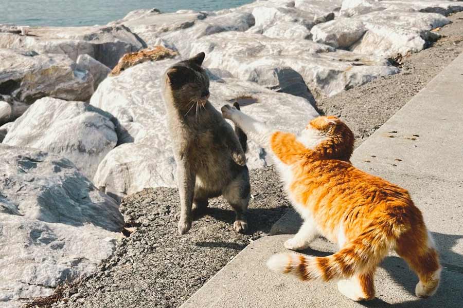 ২০১১ সালে তাশিরোজিমা দ্বীপে সুনামি আছড়ে পড়ায় এলাকার প্রচুর ক্ষয়ক্ষতি হয়। অধিকাংশের দাবি, সুনামির পর অধিবাসী থেকে শুরু করে প্রচুর বিড়াল দ্বীপ ছেড়ে চলে যায়।