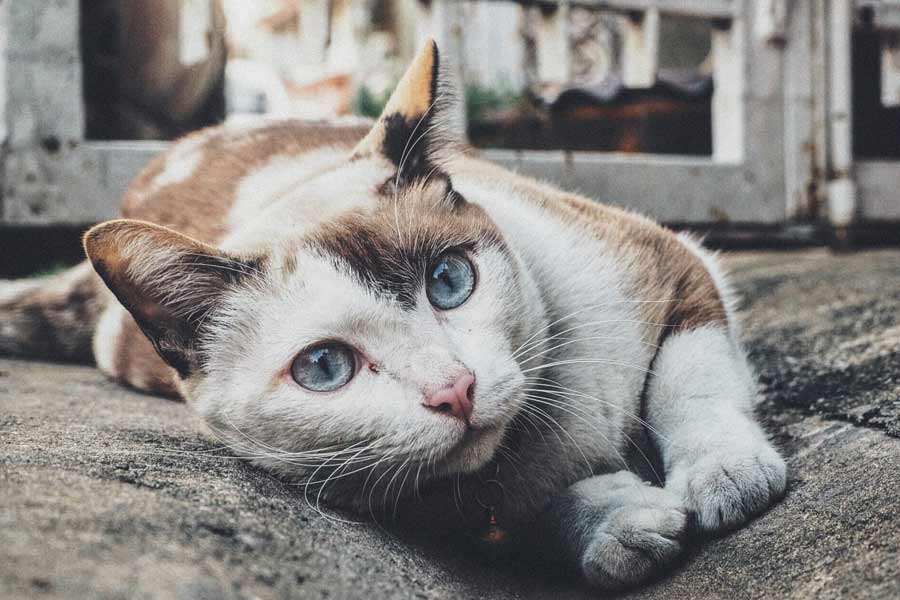 জানা যায় বহু বছর আগে তাশিরোজিমা দ্বীপে একটি বিড়ালের উপর পাথর পড়ে যায়। সেখানেই মারা যায় বিড়ালটি। ঘটনাস্থলেই বিড়ালের মৃতদেহ চাপা দেন অধিবাসীরা। পরবর্তী কালে সেখানে মন্দির গড়ে তোলা হয়।