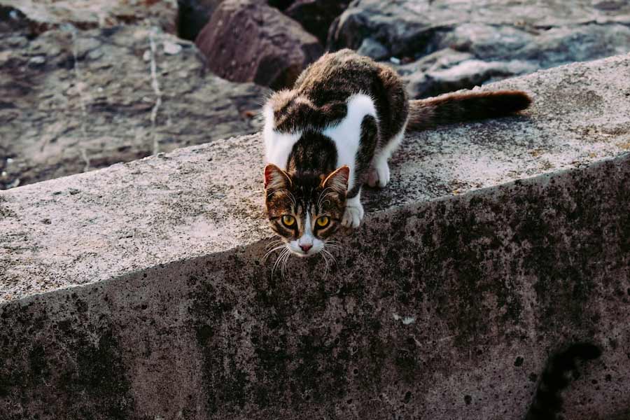 সুনামির পর ২০১৫ সালে আবার তাশিরোজিমা দ্বীপের পুনর্নিমাণ করা হয়। পরবর্তী কালে দ্বীপের মধ্যে বিড়ালকে খাওয়ানোর জন্য আলাদা জায়গাও তৈরি করা হয়। পর্যটকেরা দ্বীপে ঘুরতে গেলে সেই নির্দিষ্ট জায়গাগুলিতে গিয়ে বিড়ালদের খাওয়ান।