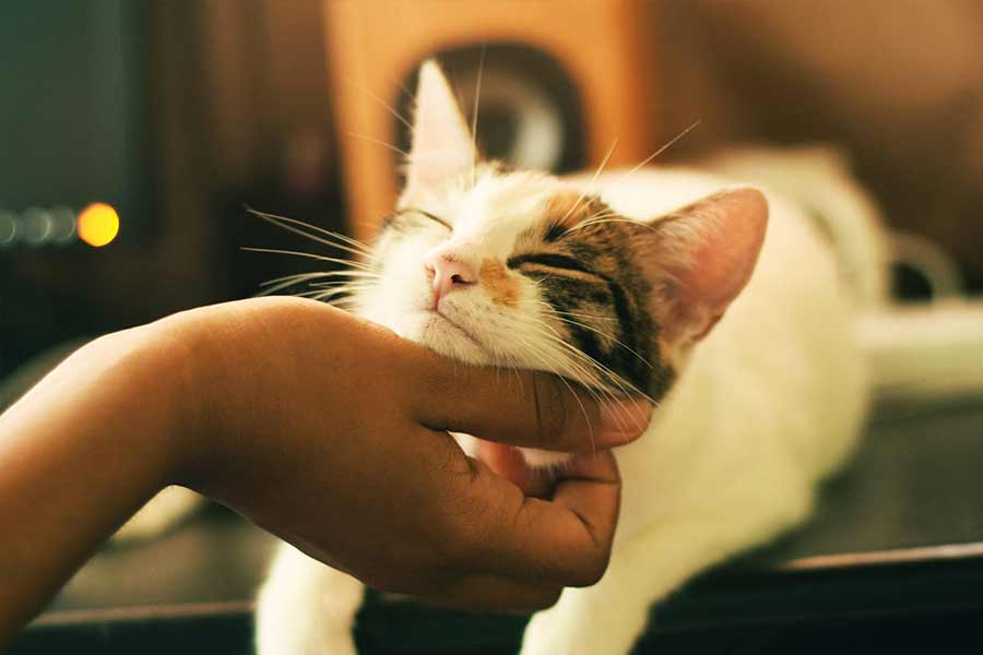 শুধুমাত্র তাশিরোজিমা দ্বীপেই নয়, জাপানের আওশিমা এবং এনোশিমা নামের দু’টি দ্বীপও ‘ক্যাট আইল্যান্ড’ নামে পরিচিত। আওশিমা দ্বীপে ১৫ থেকে ২০ জন বাস করেন তবে এই দ্বীপে বিড়ালের সংখ্যা ১২০।