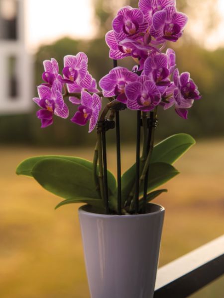 Indoor plants to Decorate Your Home on Christmas dgtl