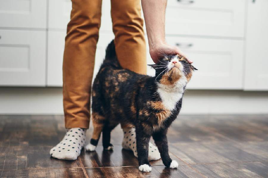 Owning a cat could increase the risk of developing schizophrenia.