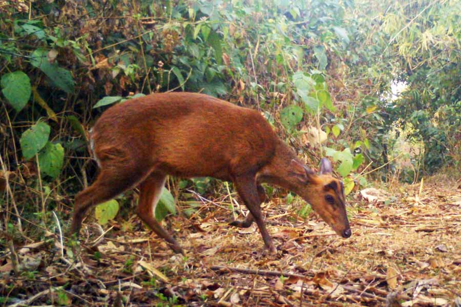 পুরুলিয়ার জঙ্গলে কাঁকর হরিণ।