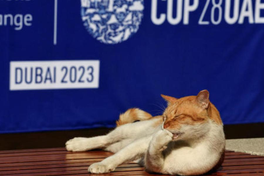 অনেক বাড়িতেই এমন দৃশ্য খুব পরিচিত। ভালবাসেন বলে বাড়িতে বিড়াল পোষেন অনেকেই। 