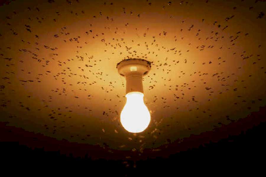 কিন্তু কোন জীব কোন রঙে বেশি আকৃষ্ট হয়, তা নিয়ে বহু গবেষণা হয়েছে। নানা মুনির নানা মতও প্রকাশ্যে এসেছে। বিস্তর আলোচনাও হয়েছে তা নিয়ে।