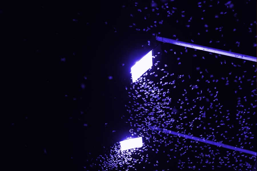 সাম্প্রতিক একটি গবেষণায় যেমন দাবি করা হয়েছে, নীল রঙেই বেশি আকৃষ্ট হয় বিষাক্ত পতঙ্গরা। একদল গবেষকের দাবি, খাদ্য ভেবেই নীল রঙের দিকে ধেয়ে যায় তারা। 