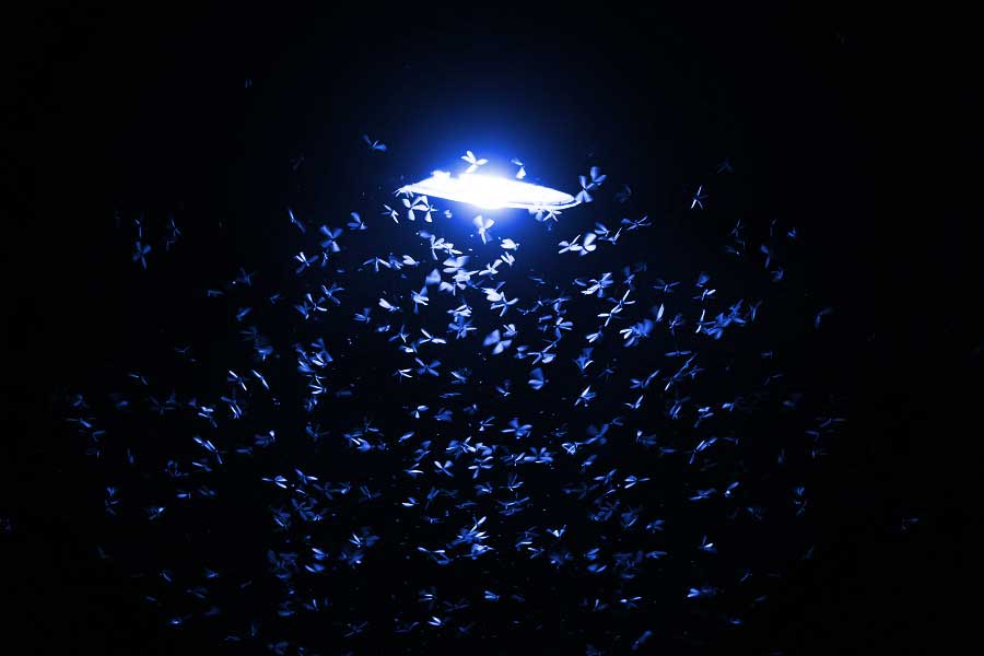 কিন্তু কী ভাবে ওই সিদ্ধান্তে উপনীত হলেন গবেষকেরা? স্যান্টার জানিয়েছেন, তাঁরা টেটসি জাতীয় পতঙ্গের মতো হুবহু কৃত্রিম স্নায়ুতন্ত্র তৈরি করেছিলেন প্রথমে। মেশিন লার্নিং পদ্ধতি কাজে লাগিয়ে তা তৈরি করা হয়।