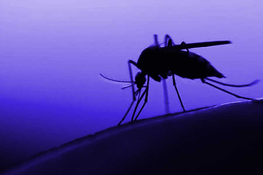 পরে পরীক্ষা করে দেখা যায়, পতঙ্গের আলোকসংবেদী কোষগুলি কোন রঙে বেশি আকৃষ্ট হচ্ছে। দেখা গিয়েছে, নীল এবং সবুজ রঙের মধ্যে নীল রংকেই বেছে নিচ্ছে তারা। 