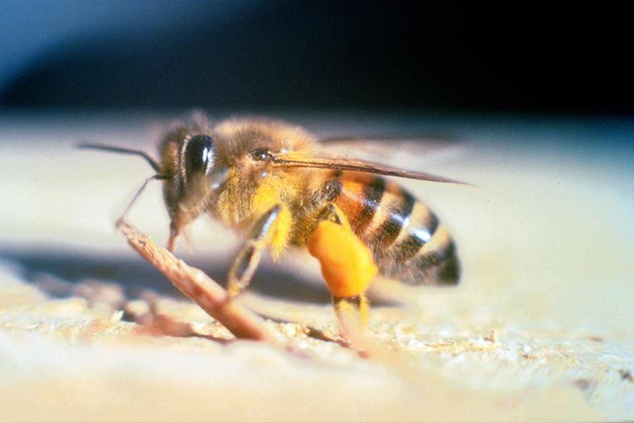 আফ্রিকার সেটসি মৌমাছির মতো দেখতে। এরা এতটাই বিষাক্ত যে, এতে মৃত্যুও পর্যন্ত হতে পারে। পতঙ্গবিদেরা জানাচ্ছেন, এরা মানুষ-সহ বিভিন্ন প্রাণীর রক্ত চুষে শরীরে সংক্রমণ ছড়ায়। 