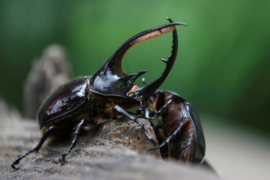 এই মাছি আফ্রিকান ট্রাইপ্যানোসোম নামক ভাইরাসের বাহক। যার ফলে স্লিপিং সিকনেসের মতো রোগ হয়ে থাকে।