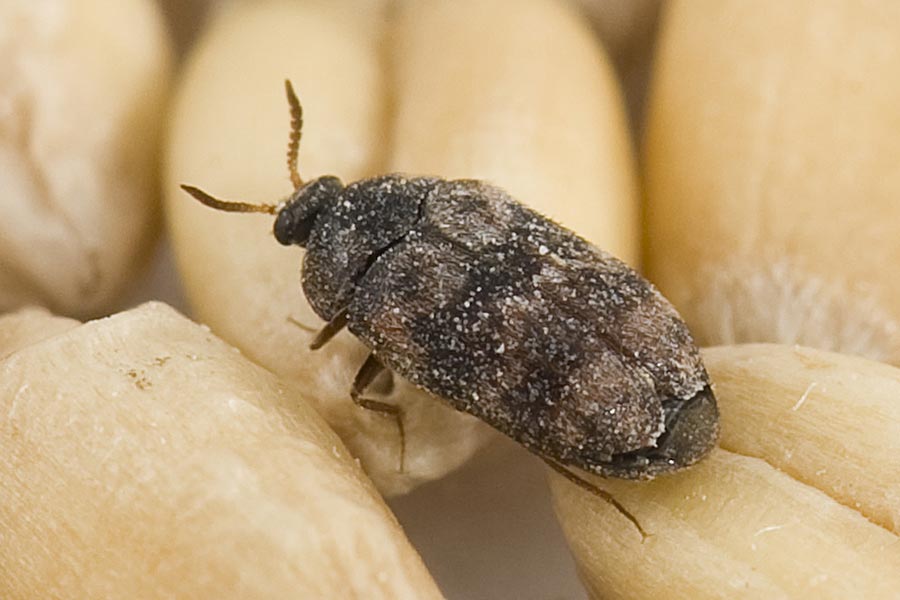 পতঙ্গবাহিত রোগে বিশ্ব জুড়ে প্রচুর গবাদি পশুর মৃত্যু হয়। গবেষকেরা জানান, এই জাতীয় পতঙ্গ দমনে এই গবেষণা ভবিষ্যতে কাজে আসবে।