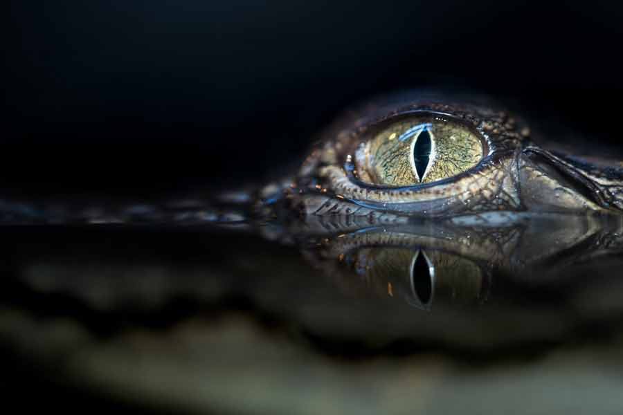 Thousands of Japanese soldiers died in Myanmar Ramree Island during World War II