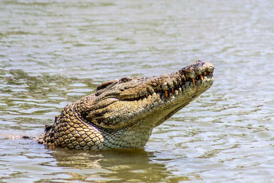 Thousands of Japanese soldiers died in Myanmar Ramree Island during World War II