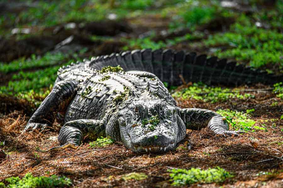 Thousands of Japanese soldiers died in Myanmar Ramree Island during World War II