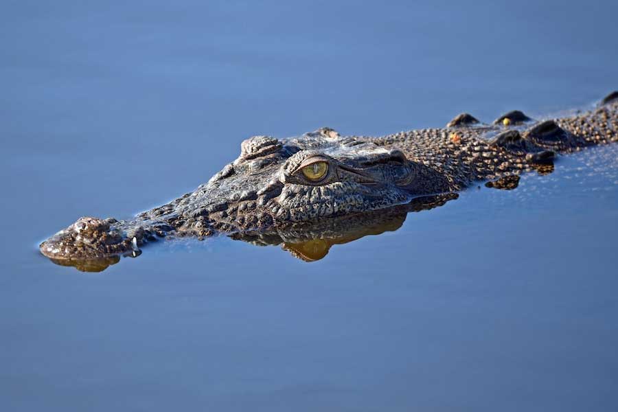Thousands of Japanese soldiers died in Myanmar Ramree Island during World War II