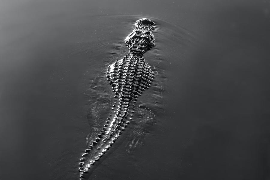 Thousands of Japanese soldiers died in Myanmar Ramree Island during World War II