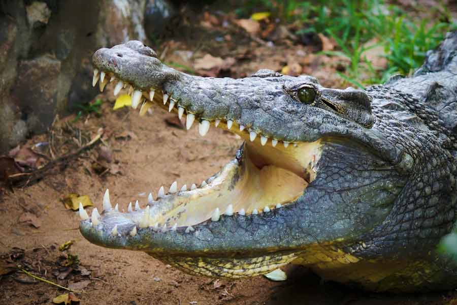 Thousands of Japanese soldiers died in Myanmar Ramree Island during World War II