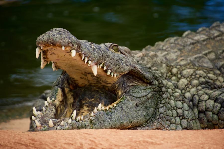 Thousands of Japanese soldiers died in Myanmar Ramree Island during World War II
