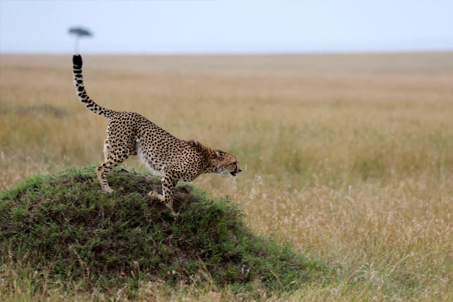 Indians can visit Masai mara safari without visa as Kenya changes rules