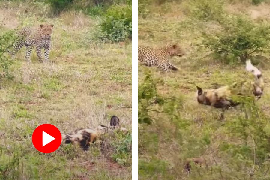 Viral Video of dog attacking leopard after it tries to attack them