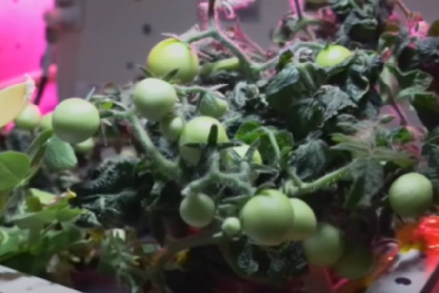 কিন্তু মহাকাশে টোম্যাটো এল কোথা থেকে?