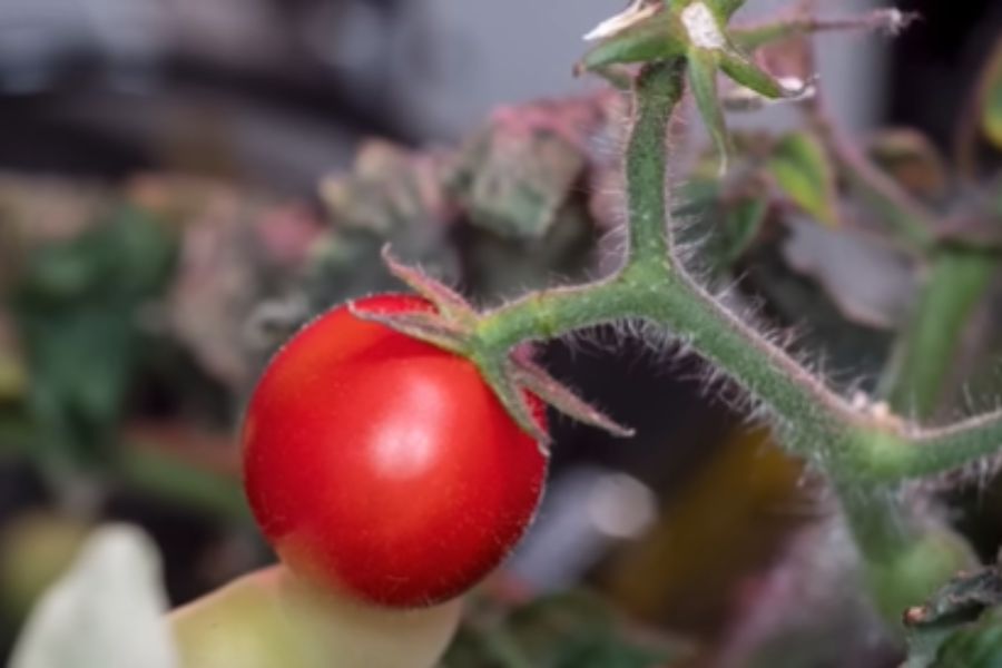 সেখানেই ফলিয়েছিলেন অনেক টোম্যাটো। তার মধ্যে থেকে দু’টি হারিয়ে গিয়েছিল। নাসা মজার ছলে জানিয়েছে, টোম্যাটো দু’টি হারিয়ে যাওয়ায় মনে করা হয়েছিল, সংশ্লিষ্ট মহাকাশচারী হয়তো সেগুলি খেয়ে নিয়েছেন। কিন্তু টোম্যাটোগুলিকে খুঁজে পাওয়ায় সেই ধারণা ভুল বলে প্রমাণিত হল।