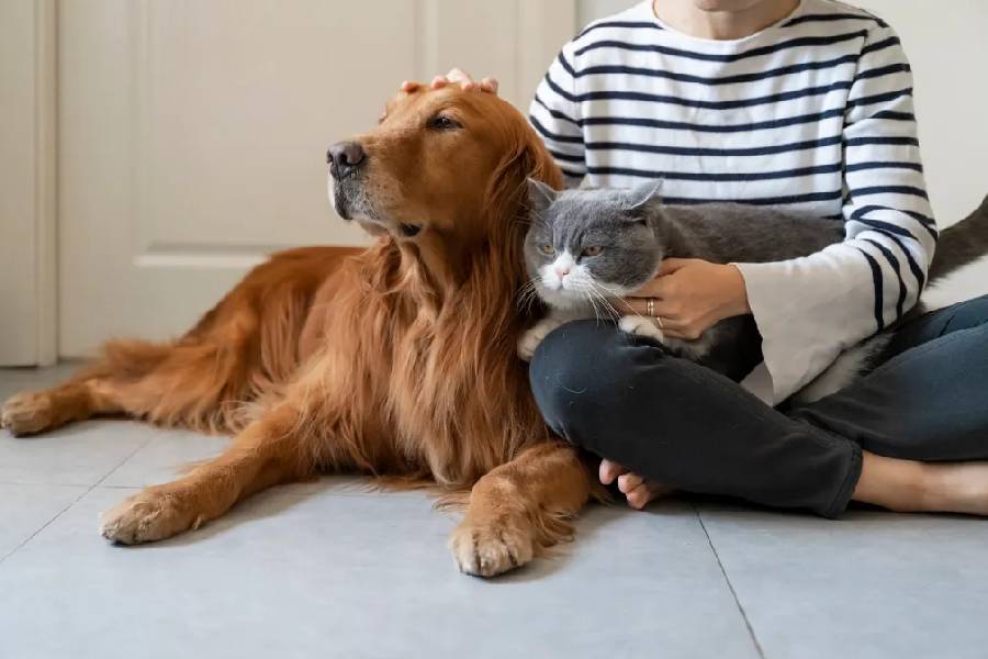 Some do’s and don’ts for pet parents to leave your furry friend home alone.