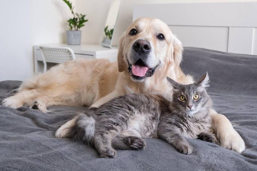 Some do’s and don’ts for pet parents to leave your furry friend home alone.