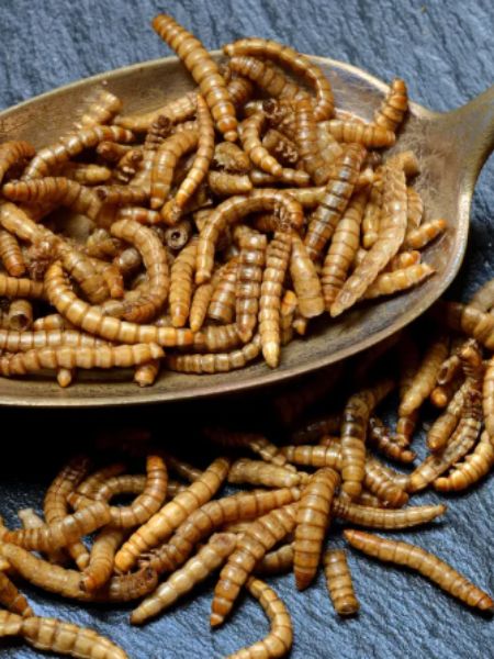 Chocolate to pasta, Foods that secretly contain insects dgtl