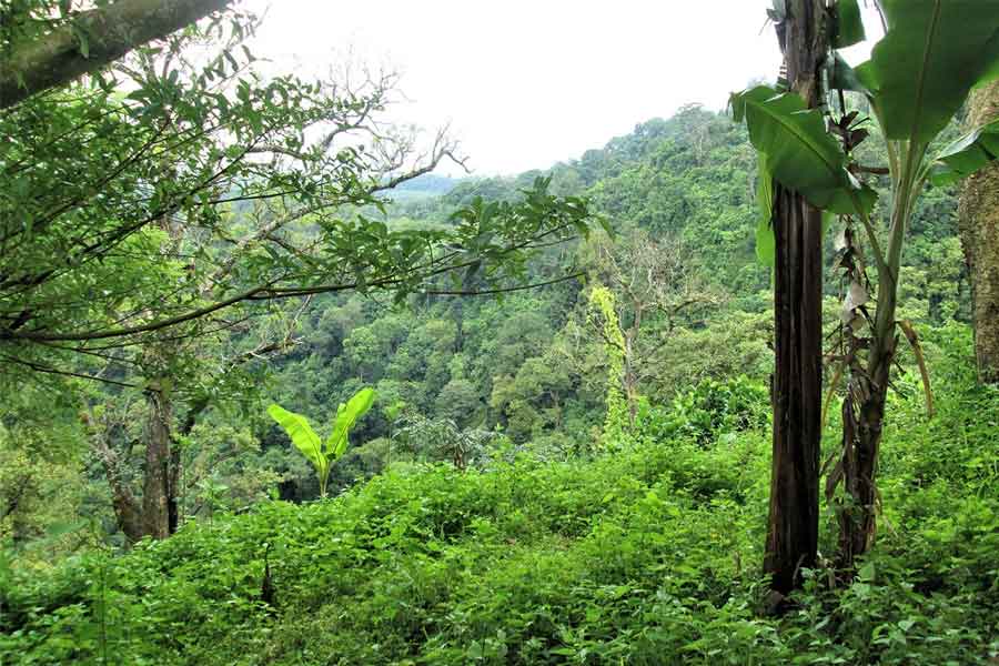 কলম্বিয়া থেকে তাই শুরু হয় ভয়াবহ সফর। শরণার্থীরা সেখান থেকে প্রবেশ করে পানামায়। পানামার জঙ্গল ড্যারিয়েন গ্যাপ জুড়েছে দু’টি দেশকে। কিন্তু এই জঙ্গল নরকের আর এক নাম।