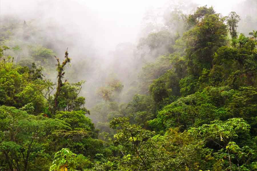 এই অপরাধের রিপোর্ট লিখবে কে? যেখানে নির্যাতিত নিজেই আইনভঙ্গের কাজ করছে সেখানে তাঁর উপর হওয়া অপরাধের রিপোর্ট লেখাবেই বা কে? ভাগ্য সহায় থাকলে এই জঙ্গল পেরোতে ৮-১০ দিন সময় লেগে যায়। পথে কারও মৃত্যু হলে তাঁর দেহ এখানেই ফেলে রেখে যেতে হয়। শেষকৃত্যের উপায় নেই, সময়ও নেই।