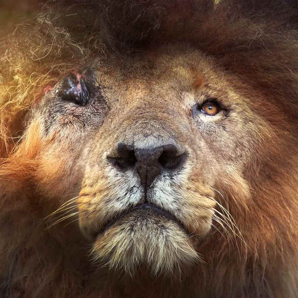 image of scar