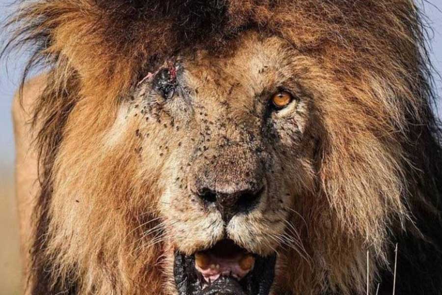image of scar