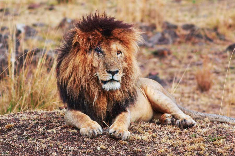 image of scar