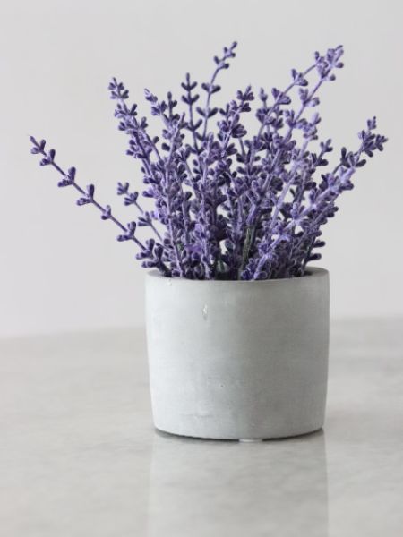 5 plants that will grow easily in any type of soil dgtl