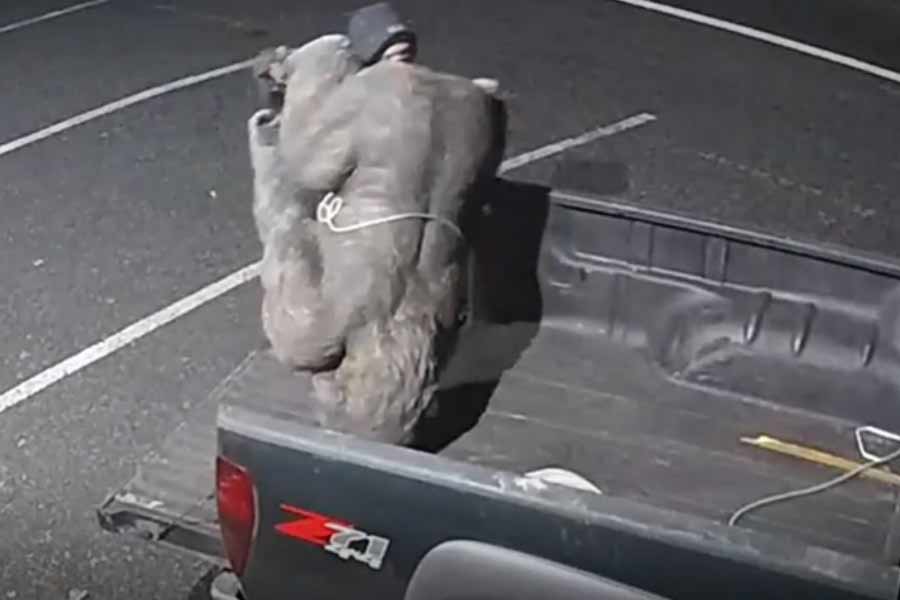 মন্টগোমারি কাউন্টির পুলিশের কাছে পাওয়া একটি ভিডিয়োয় যেমন দেখা গিয়েছে, এক ব্যক্তি অনেক কসরত করে চুরি করছেন একটি ৬৮ কেজি ওজনের গরিলার মূর্তি।