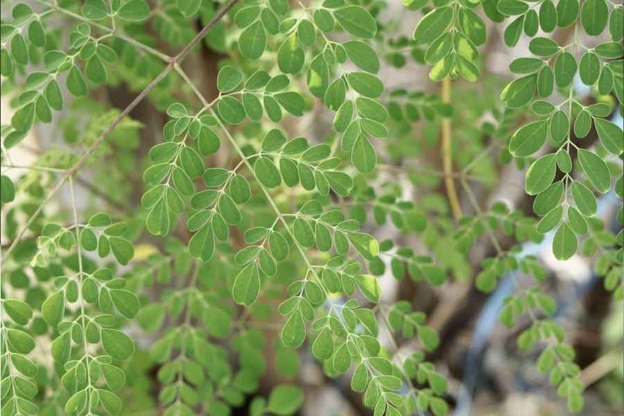 How to consume Moringa for healthy living.