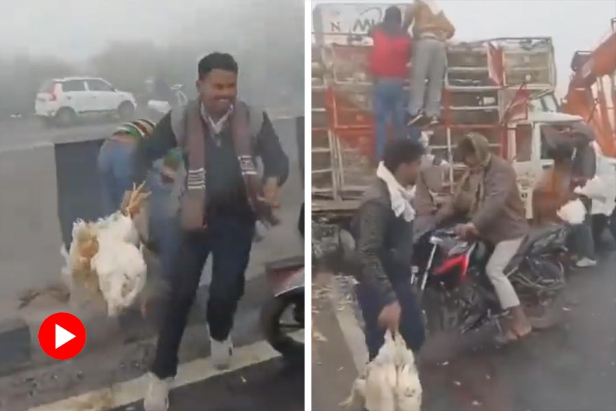 A Vehicle carrying chickens met with an accident on Agra highway after which people loot birds