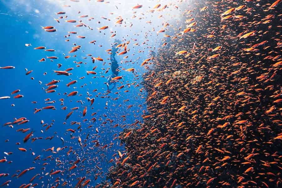 ঘটনাস্থলে উপস্থিত বিজ্ঞানীদের মতে, সমুদ্রের তলার প্রাণীদের মধ্যে নীল তিমির শব্দ সবচেয়ে জোরালো। কিন্তু তাঁরা যে শব্দ শুনতে পেয়েছিলেন, তার আওয়াজ নীল তিমির শব্দের চেয়েও বহু গুণ বেশি।