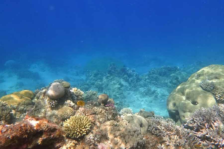 সেন্সরে শব্দ ধরা পড়া মাত্রই অবাক হয়ে যান বিজ্ঞানীরা। কোনও অজানা প্রাণী যদি এই শব্দ করে, তা হলে তার আকার নীল তিমির চেয়েও তিন গুণ বেশি হওয়ার সম্ভাবনা রয়েছে। কিন্তু এই বিশালাকার প্রাণী সমুদ্রের তলায় রয়েছে, তা যেন কল্পনাই করা যায় না।