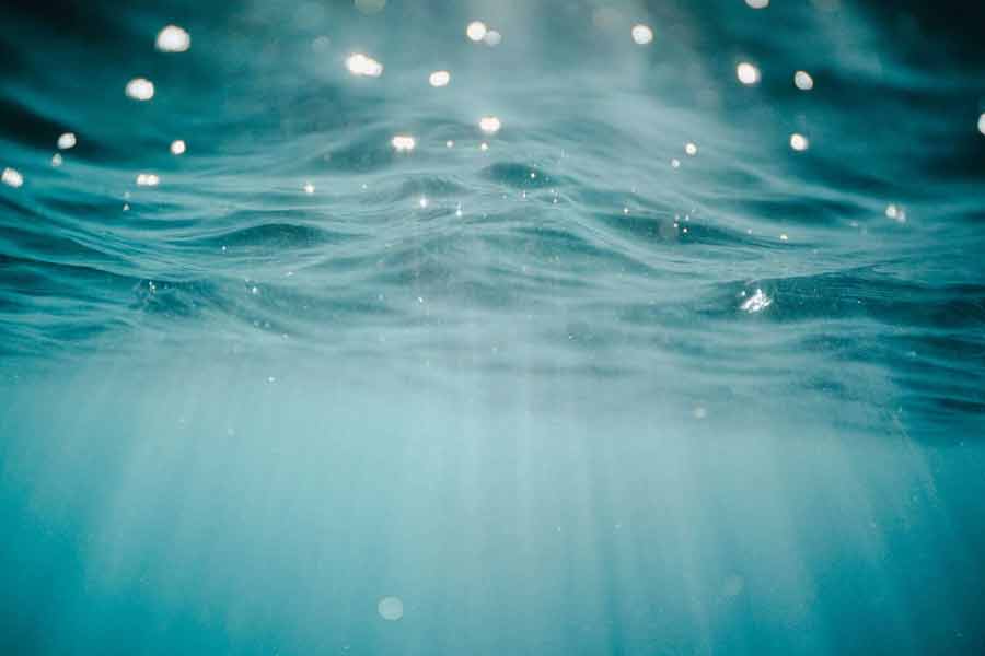 ২০১২ সালে নিউ জ়িল্যান্ডের সমুদ্রসৈকত থেকে নীল তিমির এক নয়া প্রজাতির সন্ধান মেলে। বিজ্ঞানীদের একাংশের দাবি, সমুদ্রের তলায় এখনও বহু অজানা প্রাণী রয়েছে, যাদের সম্পর্কে কিছুই জানা যায়নি।