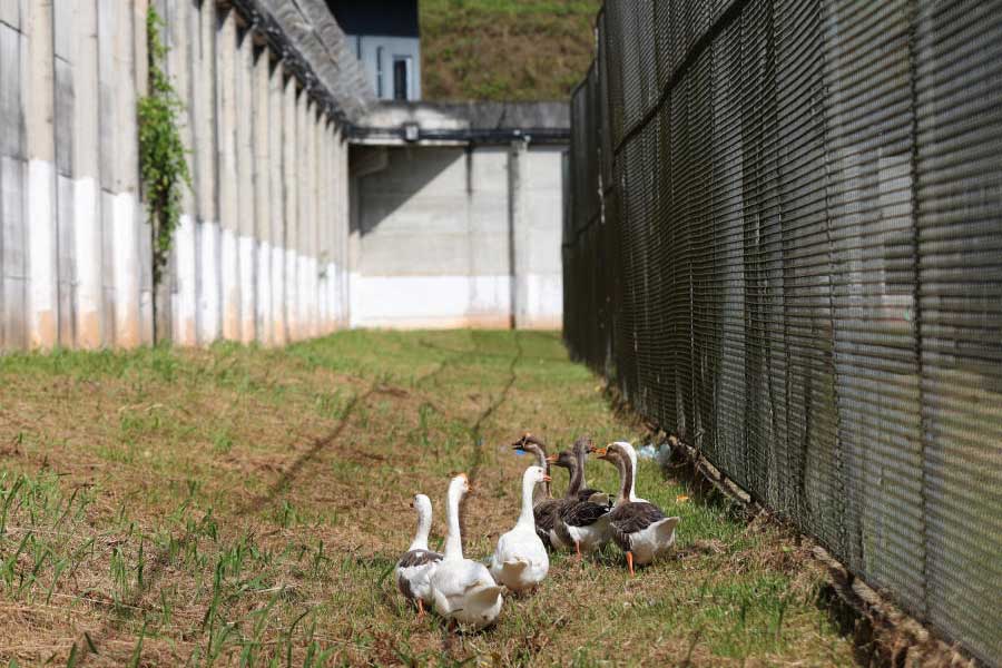 Group of geese protect Brazil prison replacing dogs