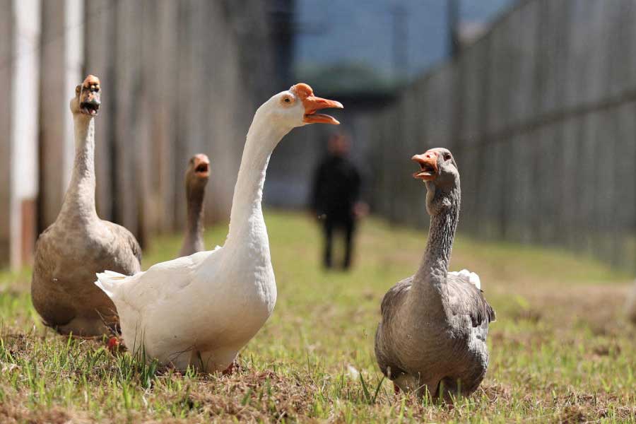 Group of geese protect Brazil prison replacing dogs